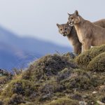 Watching from the hill down into the valley below – the female puma and her cub (image by Virginia Wilde)