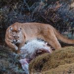 Teeth bared, this female Puma making efforts to protect her kill, having stolen it from another female Puma (image by Virginia Wilde)