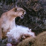 Teeth bared, this female puma making efforts to protect her kill (image by Virginia Wilde)