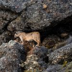 After spending four hours sleeping tucked into the crevice of a cave, this female puma starts to emerge (image by Virginia Wilde)