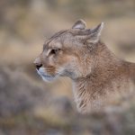 The deep concentration of a puma as she watches a herd of guanacos crossing over a ridge in the distance. Contemplating a possible hunt maybe? (image by Virginia Wilde)