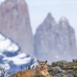 Looking straight at us, the female puma rests, with the iconic ‘towers’ of the Paine Massif, Torres del Paine National Park, visible behind her (image by Virginia Wilde)