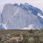 A female puma flops down in front of the mountains of the Paine Massif. Her eyes fixed on a herd of guanacos ahead of her in the distance (image by Virginia Wilde)