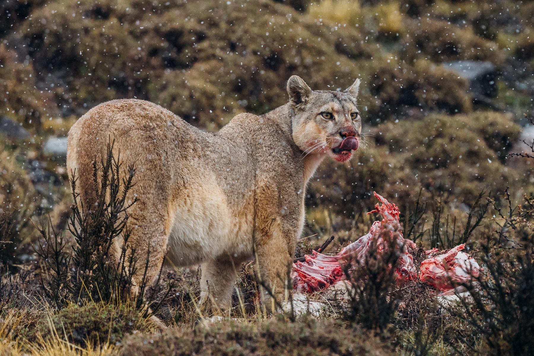 In front of a freshly killed guanaco this hungry puma licks her lips between mouthfuls, as snow falls all around her (image by Virginia Wilde)