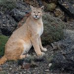 A female puma stares me directly in the eye, while sat in front of a neneo bush, whose beautiful red flowers were just beginning to poke through at the first hint of Spring (image by Virginia Wilde)