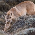 A female puma paces downhill, through the prickly calafate shrubs, Patagonia (image by Virginia Wilde)