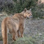 This female puma had a particularly wayward male cub who she lost twice during our tour so we found her, wandering through the pampas, calling for him (image by Virginia Wilde)
