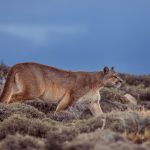As the last remnants of evening light begin to fall, a female puma appears over the hill (image by Virginia Wilde)