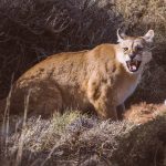 Teeth bared, this female puma making efforts to protect the kill she stole from another puma (image by Virginia Wilde)