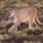 A glimpse of the powerful legs and paws of a female Puma, as she pads through pampas grass (image by Virginia Wilde)