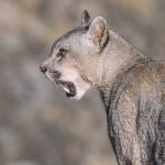 The powerful lower canines of a female puma (image by Virginia Wilde)