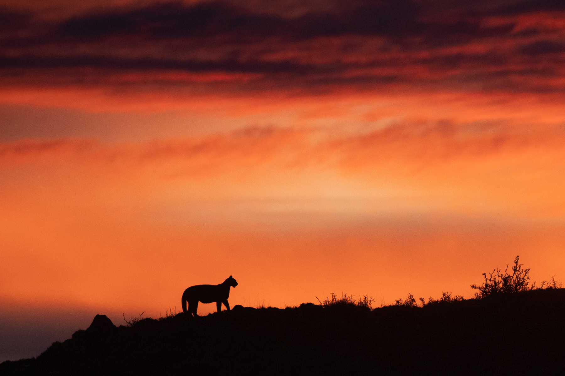 Silhouetted against a brilliant orange sunrise sky, a puma slowly climbs a ridgeline (image by Virginia Wilde)