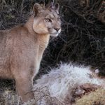 A female puma protectively stands over the guanaco carcass that she had stolen from another puma (image by Virginia Wilde)