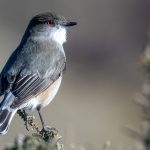 The distinctive ruby red eyes of the Fire-eyed Diucon – a grey flycatcher endemic to southern South America (image by Virginia Wilde)