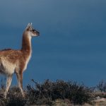 An ever-watchful Guanaco pictured at ‘blue hour’, moving along a ridgeline and keeping sentry on the valley below (image by Virginia Wilde)