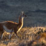 A watchful Guanaco, tail raised, picks its way through the pampas in early morning light (image by Virginia Wilde)