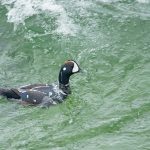 A Harlequin shoots the rapids in northeast Iceland (image by Mike Watson)