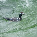 Harlequin is probably Iceland’s most iconic bird, there are few better locations to see them in the world than the rushing mountain rivers of northeast Iceland (image by Mike Watson)