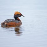 Horned (or Slavonian) Grebe is a scattered breeding bird of the northeast (image by Mike Watson)