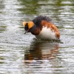 Horned Grebe looking horny! (image by Mike Watson)