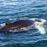 The white wings of a Humpback Whale turn the water green when they near the surface (image by Mike Watson)