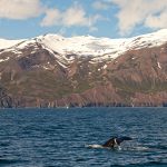 Humpback Whales spend the northern hemisphere winter in da Caribbean, but they venture north to the food-laden waters of northern Iceland in the summer (image by Mike Watson)