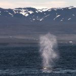 Humpback Whales look great against the snowy mountain backdrop of Skjalfandfi Bay, Husavík (image by Mike Watson)