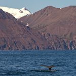 Humpback Whales are usually seen on every one of our whale watching trips out of Husavík, an astonishing strike rate (image by Mike Watson)