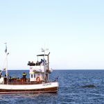 Whale watching at Husavík is done from small, converted fishing boats and the whales are often very friendly! (image by Mike Watson)