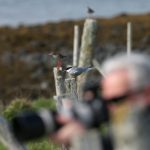 It’s behind you Ian! Well, all around you actually! Flatey is full of birds (image by Mike Watson)