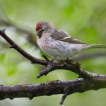 The delightful Icelandic form of Common Redpoll can be seen easily near Lake Myvatn (image by Mike Watson)