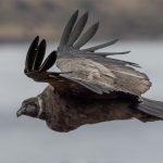 Eye-level with an Andean Condor. A juvenile condor – its plumage still characteristically brown – looks right at us (image by Virginia Wilde)