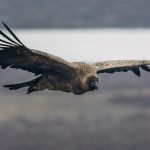 A juvenile Andean Condor, with its distinctive brown plumage, that it will keep for around six years (image by Virginia Wilde)