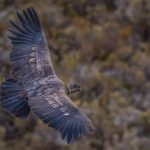 The beautiful brown mottled plumage of a juvenile Andean Condor, starting to develop its adult colouration, with its primaries (wingtips) the first to turn black (image by Virginia Wilde)