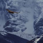 Witnessing Andean Condors soar in front of the iconic mountain range of the Torres del Paine National Park, is always a spectacular sight (image by Virginia Wilde)