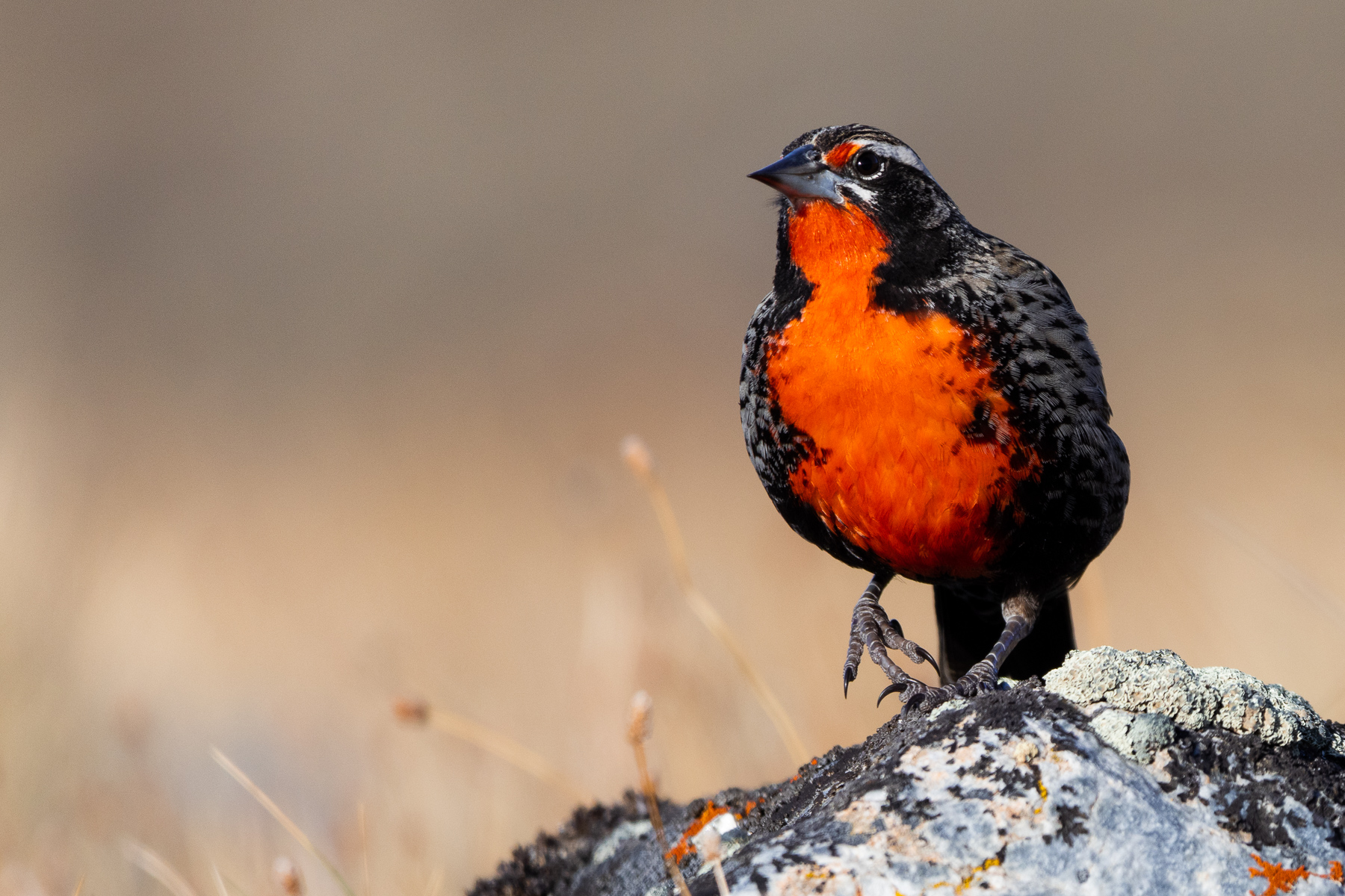 The stunning red breast of the male Long-tailed Meadowlark (image by Virginia Wilde)