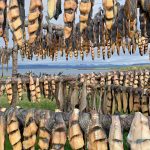 Lumpfish drying racks on Flatey, their roe in the hotel restaurant was delicious (image by Mike Watson)