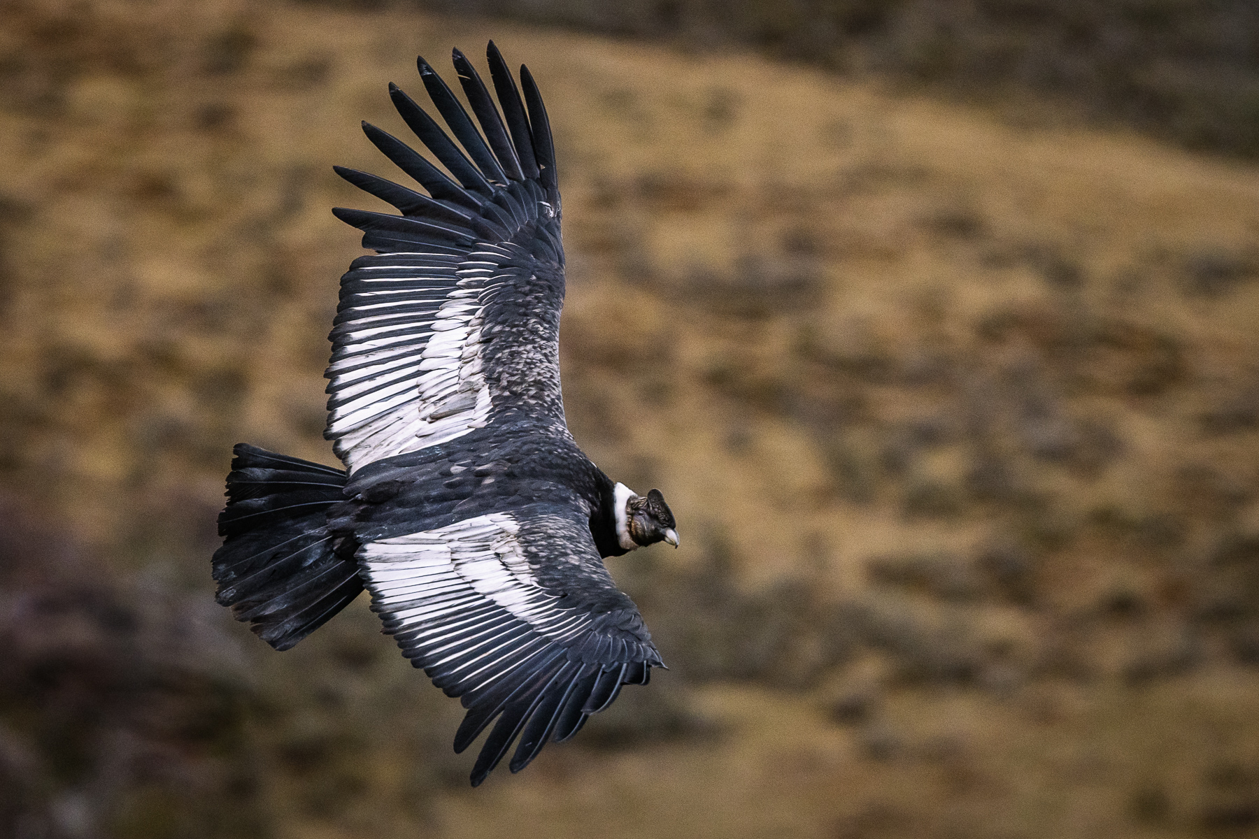 A male Andean Condor, showing the yellow/brown eye, distinctive white collar and comb that distinguish them from the female (image by Virginia Wilde)