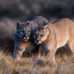 Blinka walking with her protective male cub (image by Virginia Wilde)