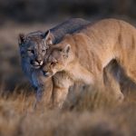 ‘I’m here with you, mum!’ The affection of this year-old male cub towards his famous mother 'Blinka' is unmistakeable (image by Virginia Wilde)