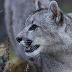 A one-year-old male puma cub, with light grey colouration, in the vegetation (image by Virginia Wilde)