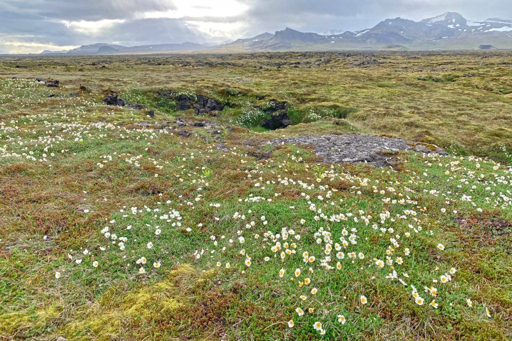 Pretty Mountains Avens carpets the older lava fields at Snaefellsnes National Park (image by Mike Watson)