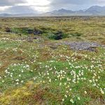 Pretty Mountains Avens carpets the older lava fields at Snaefellsnes National Park (image by Mike Watson)