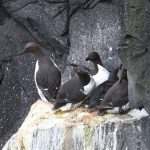 A nesting ledge on the basalt cliffs of Svötuloft with both Common and Thick-billed Murres (image by Mike Watson)