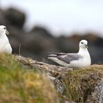 Northern Fulmars are common breeding birds in western Iceland (image by Mike Watson)
