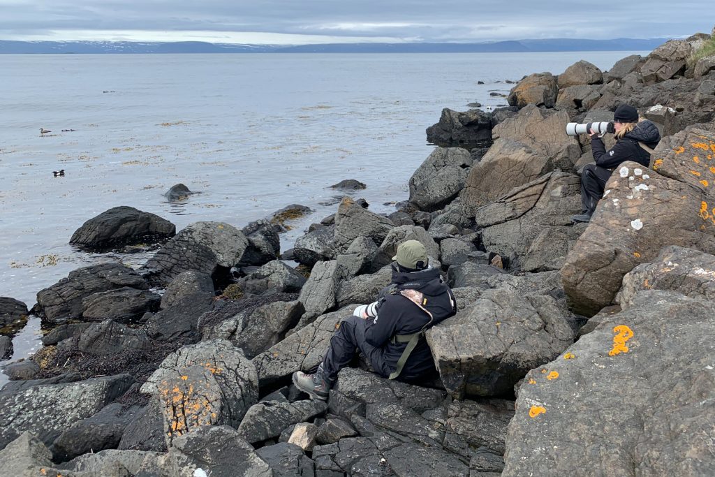 Photographing seabirds on Flatey (image by Mike Watson)