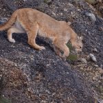 A puma heads down from her cave resting site in the Amarga Reserve, where she had spent many hours asleep and shaded (image by Virginia Wilde)