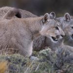 This puma female walks in lockstep with her cub (image by Virginia Wilde)
