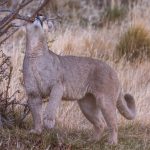 Are you sure that tree branches are on the menu? A puma cub reaches and pulls down a tree branch, trying to break the shrub with his teeth (image by Virginia Wilde)