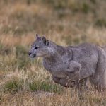Front legs tucked inward for speed, this puma cub bounds through grassland, looking to pounce on his sister in play (image by Virginia Wilde)